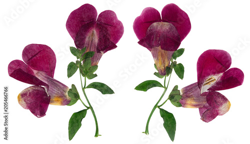 Pressed and dried flower snapdragons or antirrhinum, isolated on white