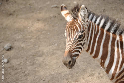 Fototapeta Naklejka Na Ścianę i Meble -  zebra in zoo