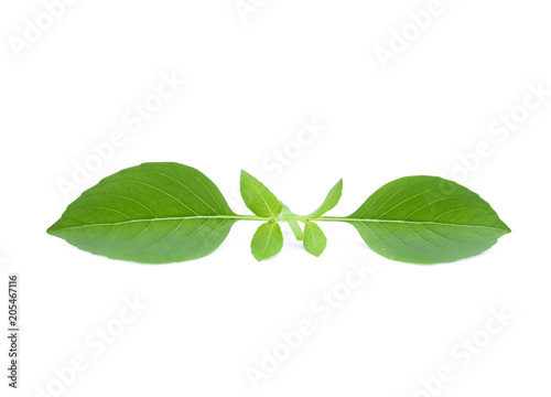 thai sweet basil isolated on white background