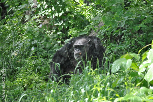A Chimpanzee in the wild © Fike2308