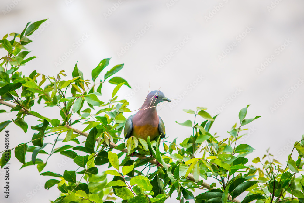Collared dove in nature on tree at thailand Collared dove in nature on tree at thailand
