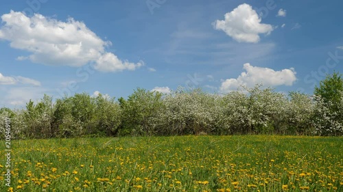 Blosoming apple fruit trees in orchard in springtime photo