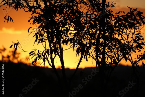 Australian sunset through gum trees