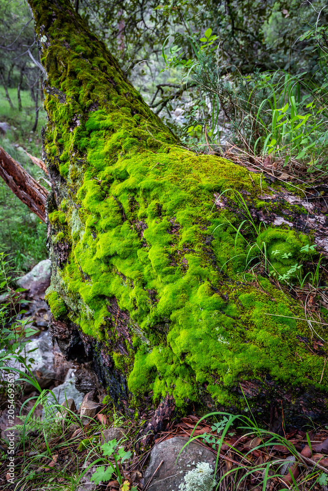 Moss grows heavy on a decaying tree stump along Turkey Creek in the Chiricahua Mountains of southern Arizona. Moss grows heavy on a decaying tree stump along Turkey Creek in the Chiricahua Mountains of southern Arizona.