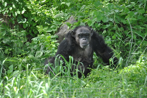 Chimpanzee