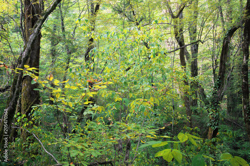 Осенний лес. Лесные тропы в осеннем лесу