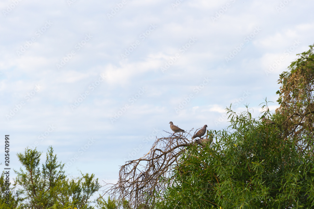 pigeons perched on high branches above the sky pigeons perched on high branches above the sky