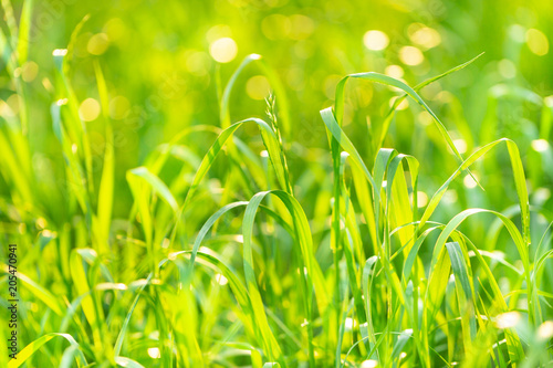 Close up on fresh green grass texture background