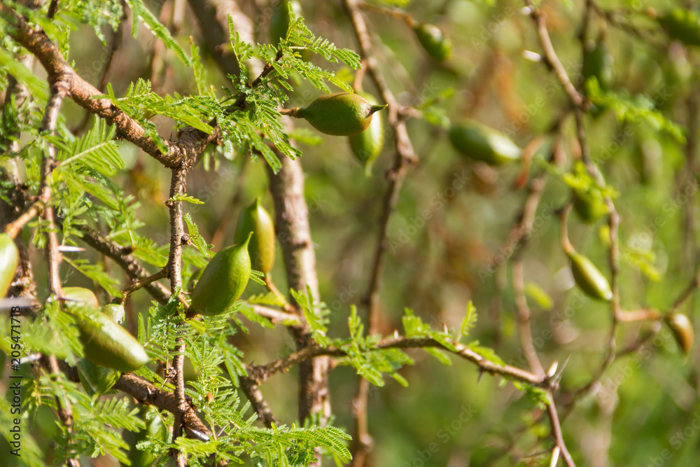 green fruit of the acacia in summer green fruit of the acacia in summer