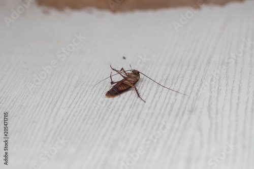 A dragonfly lying on a white table