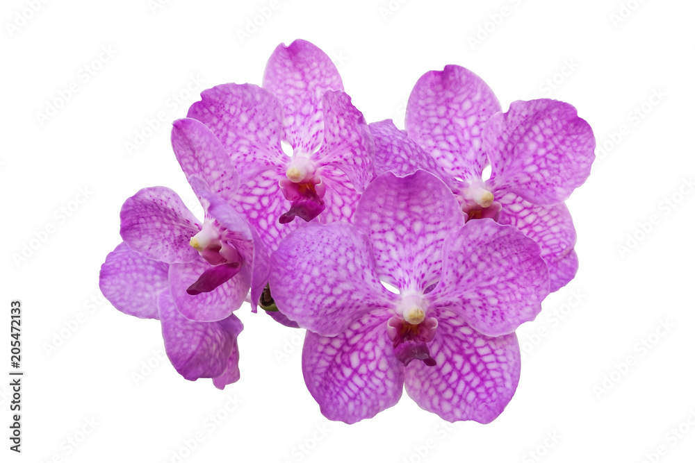 blooming beautiful vivid pink vanda orchid isolated on white background included clipping path blooming beautiful vivid pink vanda orchid isolated on white background included clipping path