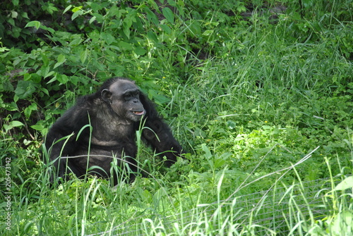 African chimp in the wild © Fike2308