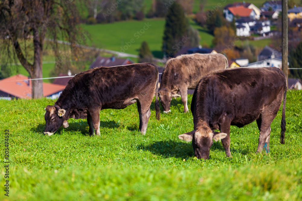 Fototapeta premium Cow on a summer pasture. cows in a field