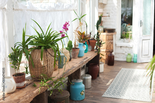 Winter garden with lots of plants. Space in the house for relaxation with flowers. Gardening, veranda in rustic style