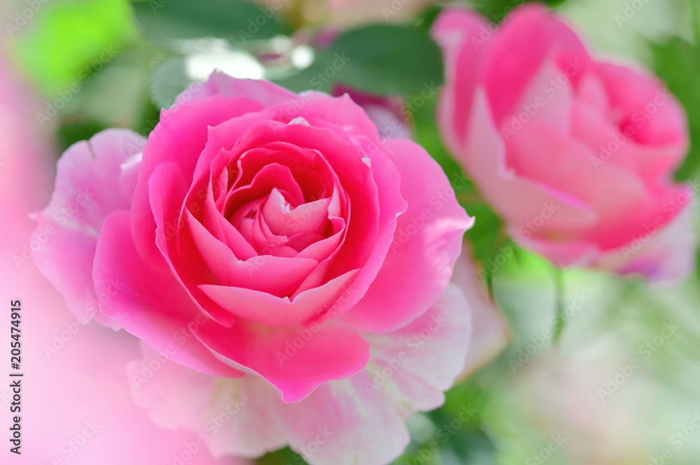 バラの花 バラの花