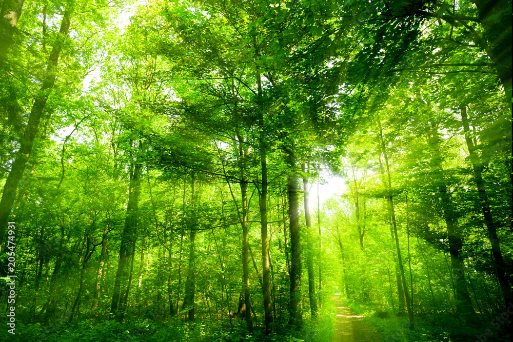 beautiful green forest.  forest with sunshine