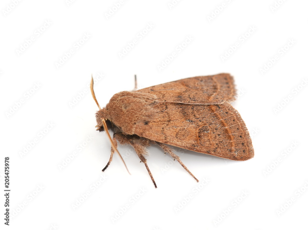 Fototapeta premium Pospolity quaker ćma Orthosia cerasi na białym tle