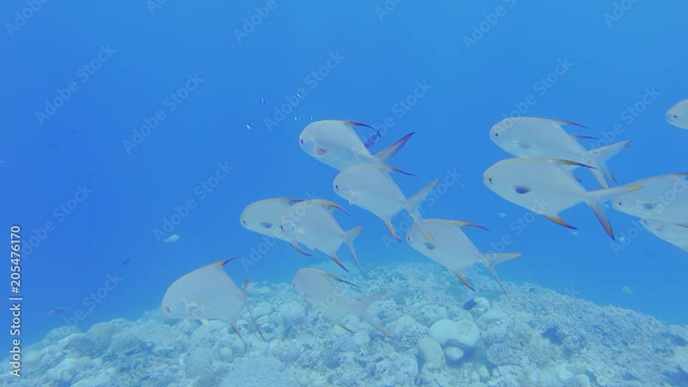 School Of Snub Nosed Dart, Oyster Cracker, Snubnosed Pompano