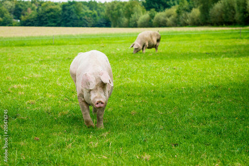 pig running on a green meadow. pig graze on organic bio farm photo