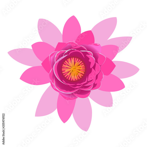 Beautiful pink lotus flower blossom isolated on white background. Colorful bloom nature vector illustration