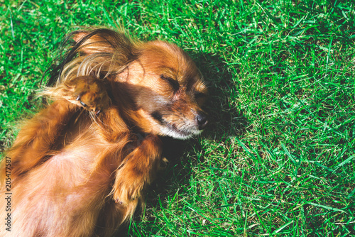 smiling dog  lying on green grass