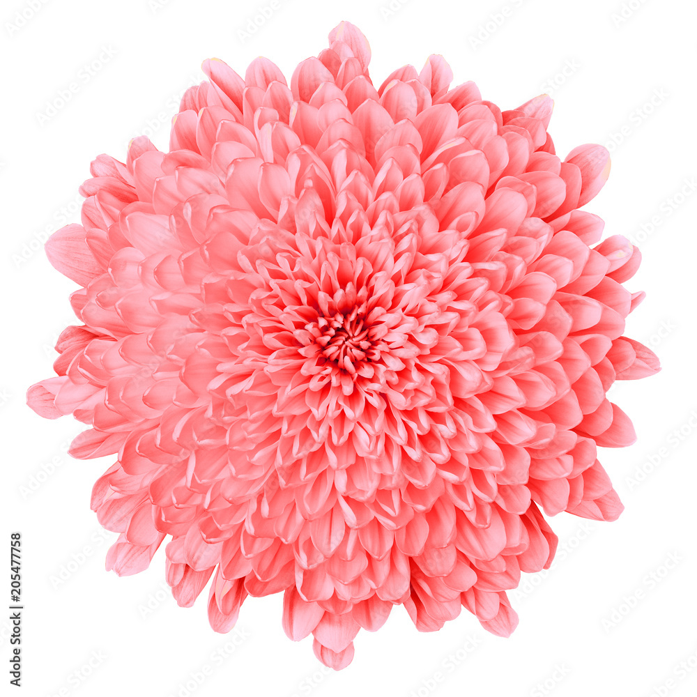 Flower pink Chrysanthemum   isolated on white background. Flower bud close up.  Element of design.