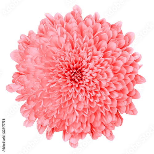 Flower pink Chrysanthemum isolated on white background. Flower bud close up. Element of design.