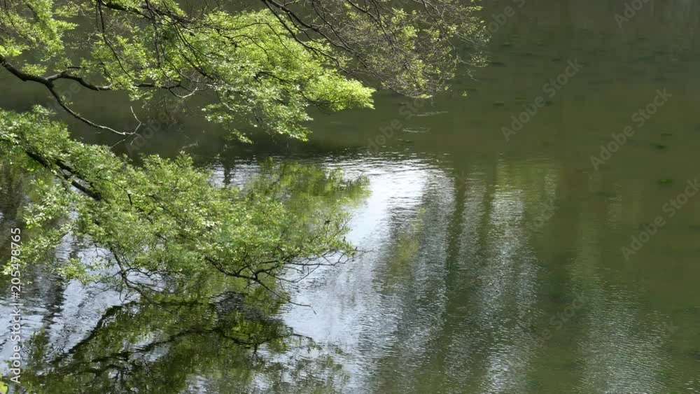 a tree branch is reflected in the calm water's of moat at the imperial palace in tokyo, japan a tree branch is reflected in the calm water's of moat at the imperial palace in tokyo, japan