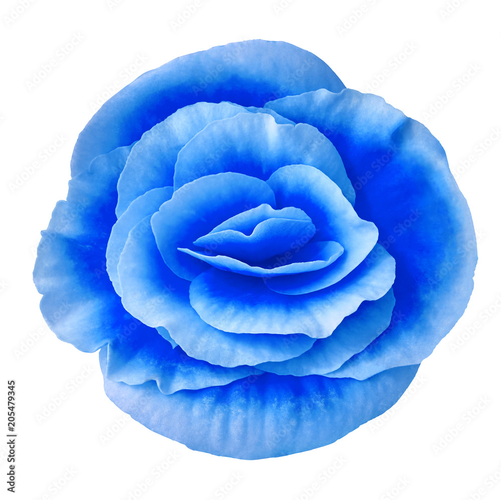 Obraz premium Flower blue begonia isolated on white background. Close-up. Element of design.