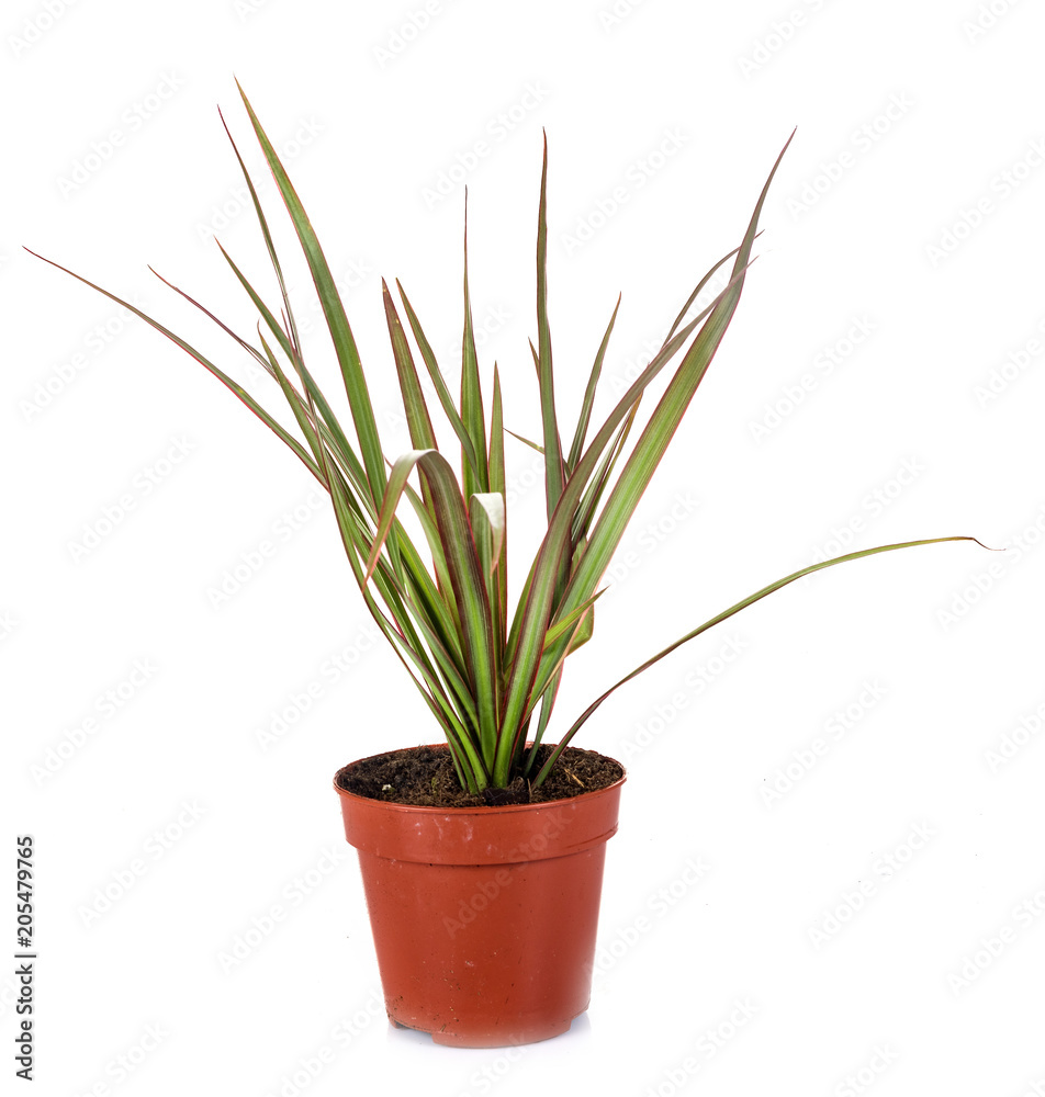 Dracaena in studio