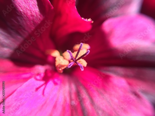 Fototapeta Naklejka Na Ścianę i Meble -  flowers Royal geranium macro photography