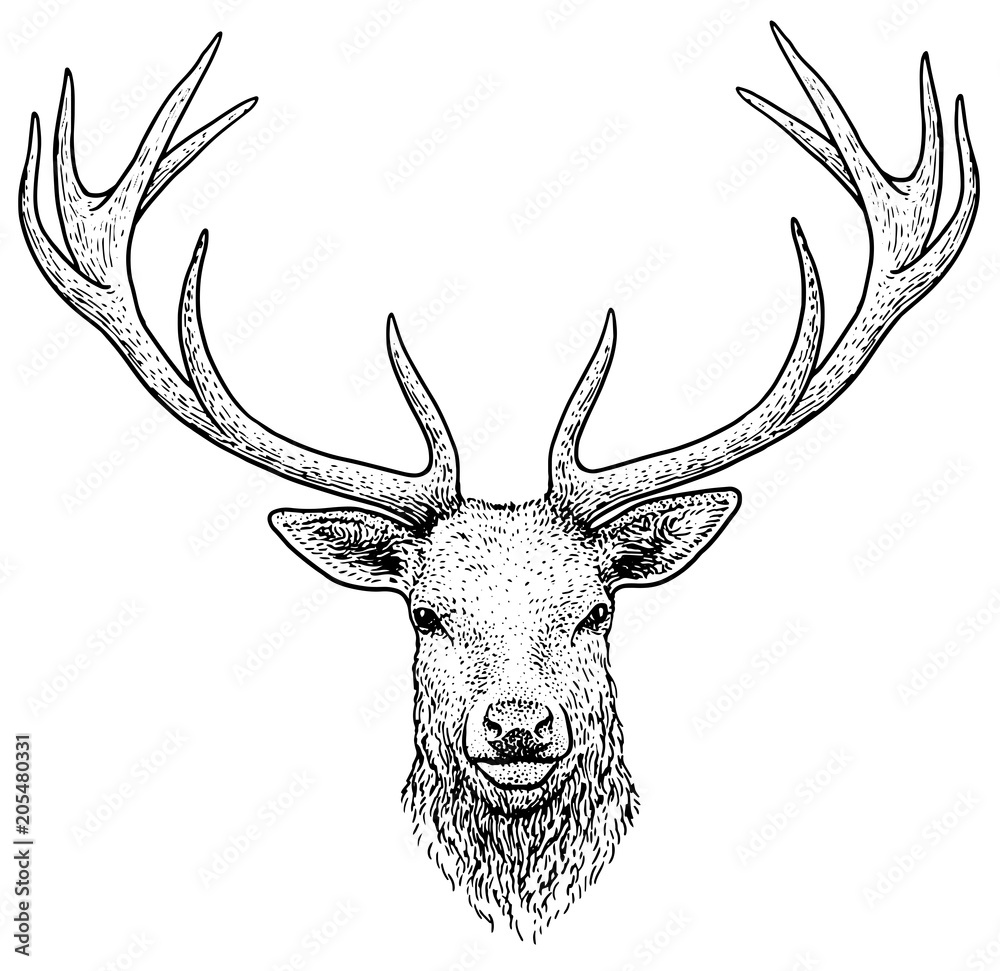 Fototapeta premium Deer head illustration, drawing, engraving, ink, line art, vector