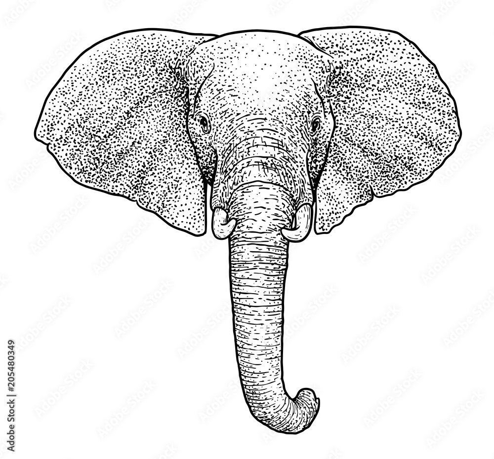 Elephant head illustration, drawing, engraving, ink, line art, vector