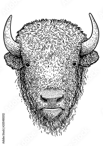 Bison illustration, drawing, engraving, ink, line art, vector
