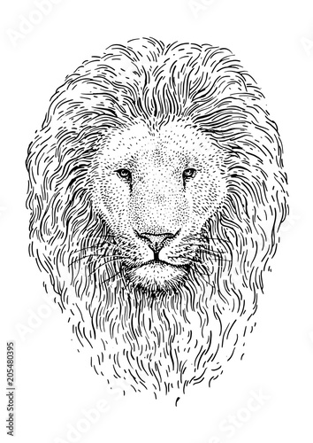 Fototapeta Naklejka Na Ścianę i Meble -  Lion head illustration, drawing, engraving, ink, line art, vector