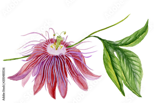 Beautiful colorful passiflora  passion flower  on a twig with green leaves. Isolated on white background. Watercolor painting.