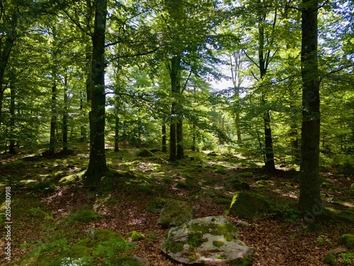 Inside forest with trees hiding and shading the Sun  H  ssleholm in Sweden