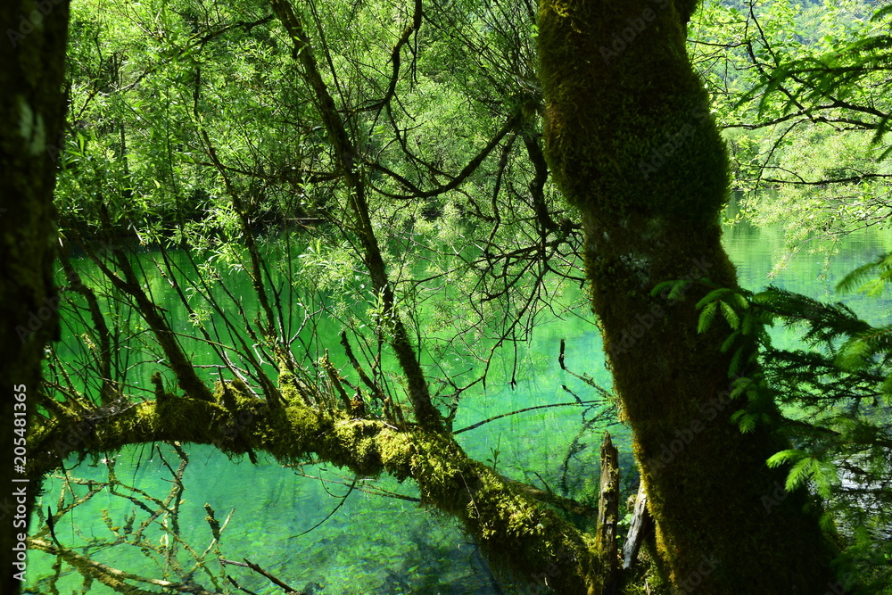 See, Wald See, Wald