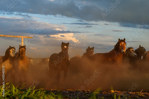a herd of horses runs against the sky