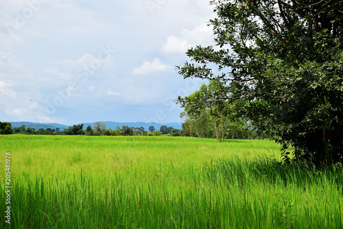 Beautiful landscape green rice field