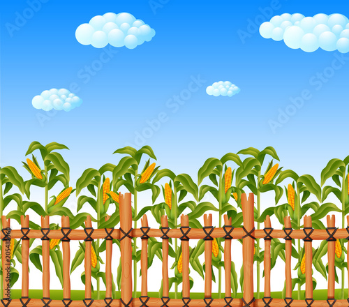 young green corn field in agricultural garden