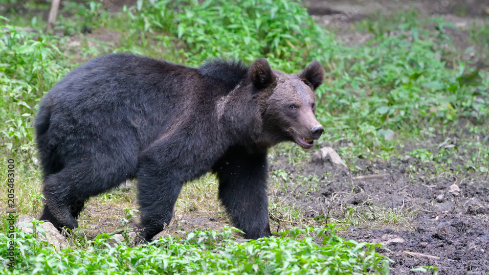 Wild Brown Bear from Carpathian Mountains Wild Brown Bear from Carpathian Mountains