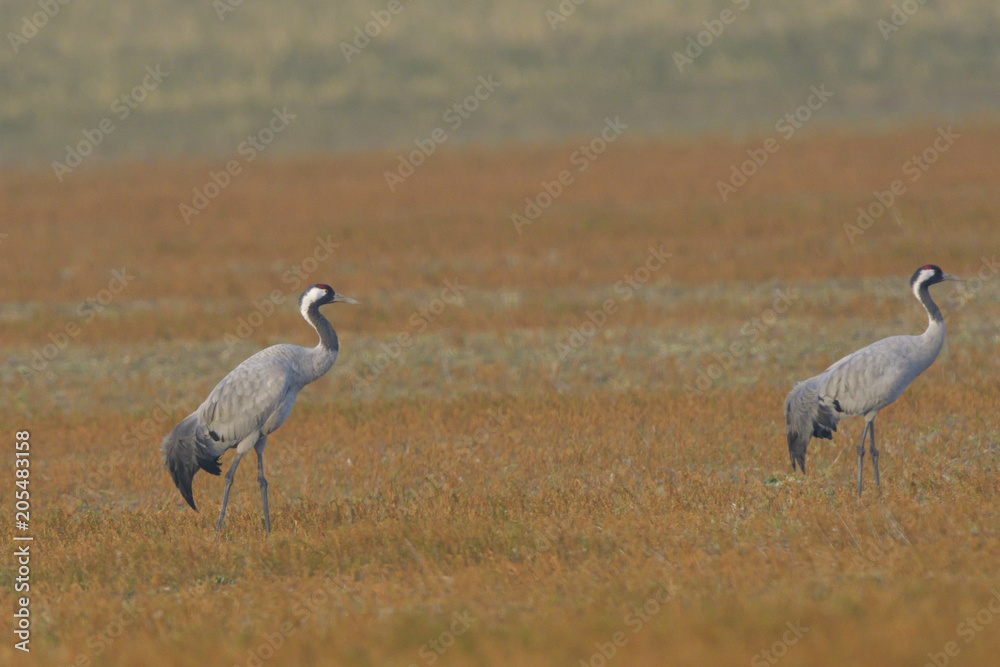 Common Cranes, on the field, in spring migration Common Cranes, on the field, in spring migration