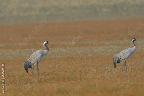 Common Cranes, on the field, in spring migration © Iliuta