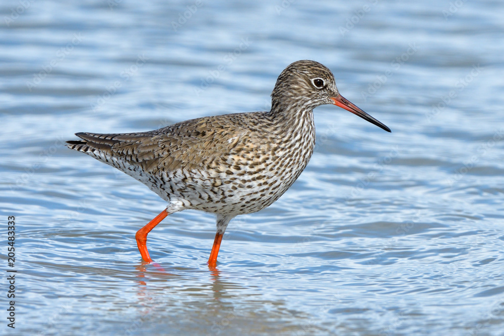 Common Redshank in shallow water Common Redshank in shallow water