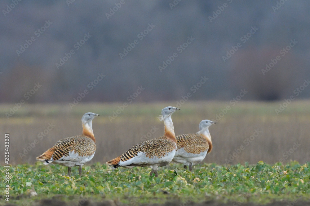 Great Bustard (Otis tarda) on the field in springtime Great Bustard (Otis tarda) on the field in springtime