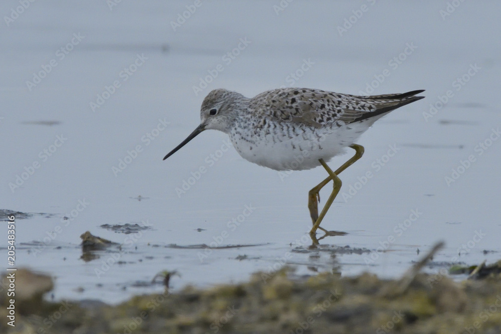 Marsh Sandpiper in shallow water Marsh Sandpiper in shallow water