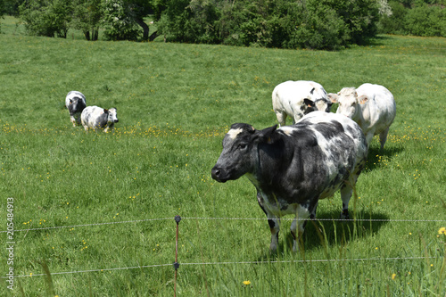 vache betail bovin lait viande agriculture