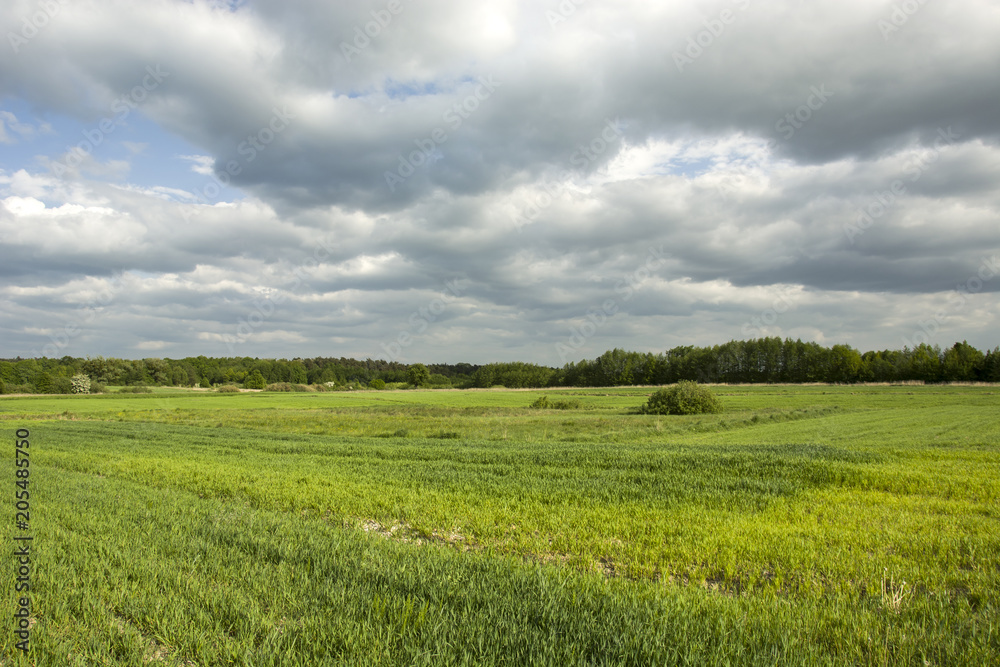 Green field, forest and cloudy sky