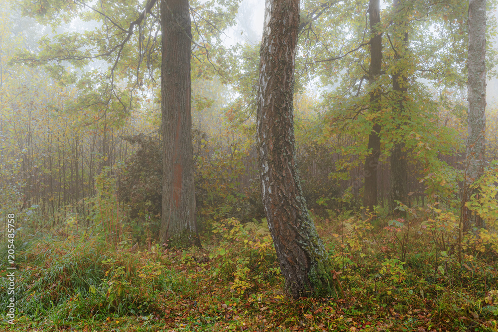 Obraz premium Misty morning in the woods in the fall. Morning, autumn. Birch grove near the city.